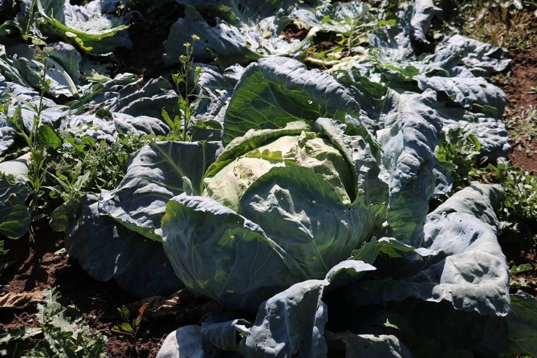 Ata tohumu bereketi: Devasa boyutlarda, 40 kilogram ağırlığında! Üretici bile şaşkınlığını gizleyemedi 14